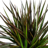 dracaena-marginata-bicolor-in-decoratieve-mand