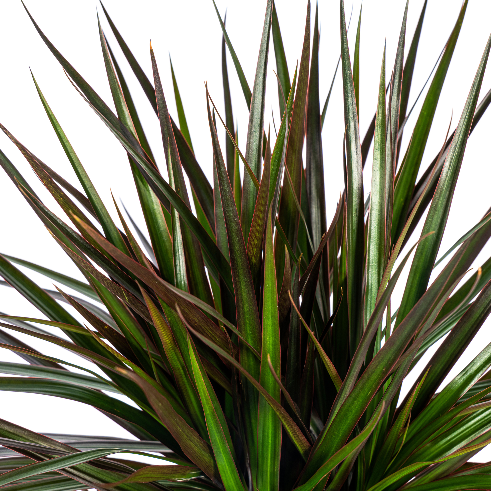dracaena-marginata-bicolor-in-decoratieve-mand