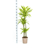 Dracaena Deremensis Lemon Lime – 150 cm-Plant-plantenmagie