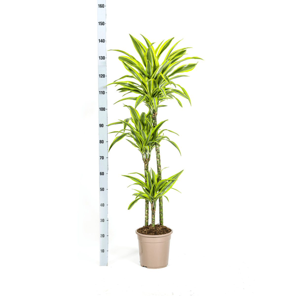 Dracaena Deremensis Lemon Lime – 150 cm-Plant-plantenmagie