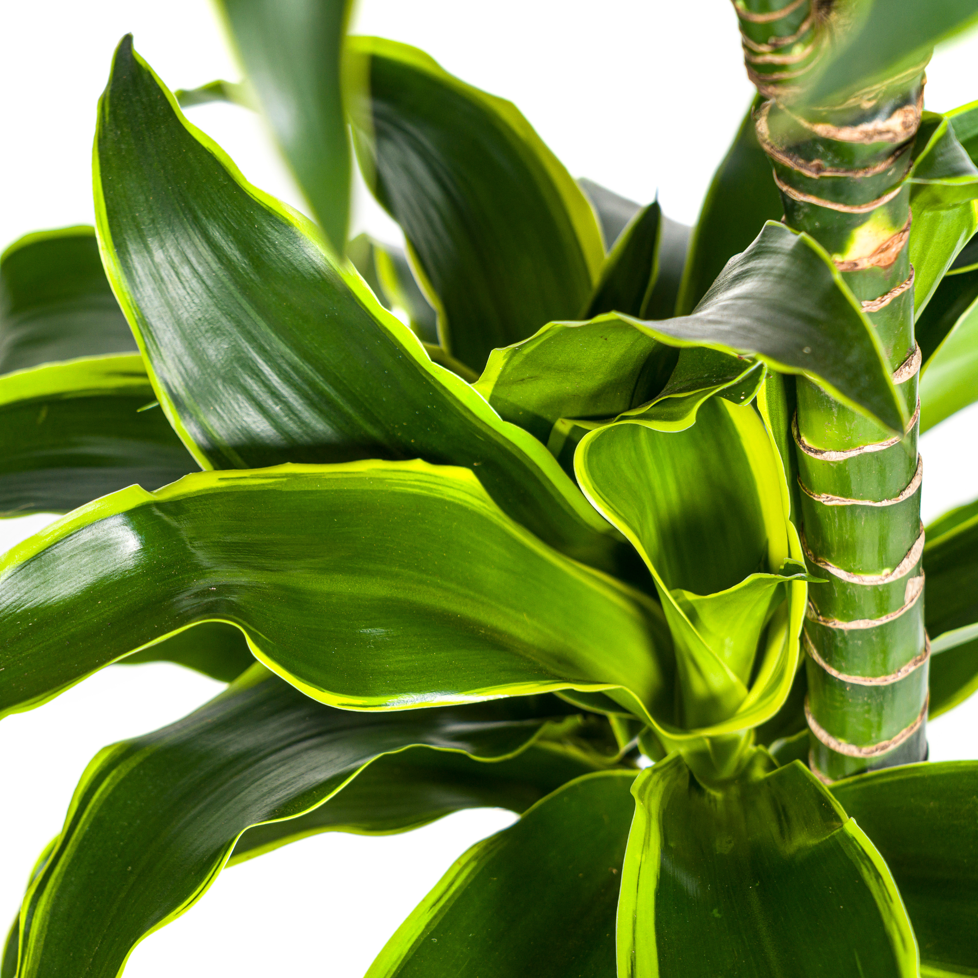 Dracaena Deremensis Dorado plant van 120–140cm hoogte in stijlvolle mand, ideaal voor woonkamer