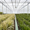 Dracaena Marginata - Ø21cm - ↕110cm - Plant - plantenmagie