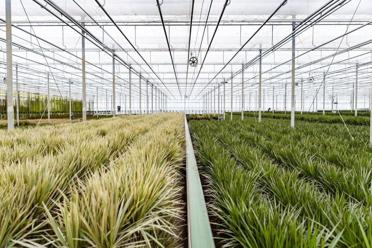 Dracaena Marginata - Ø21cm - ↕110cm - Plant - plantenmagie