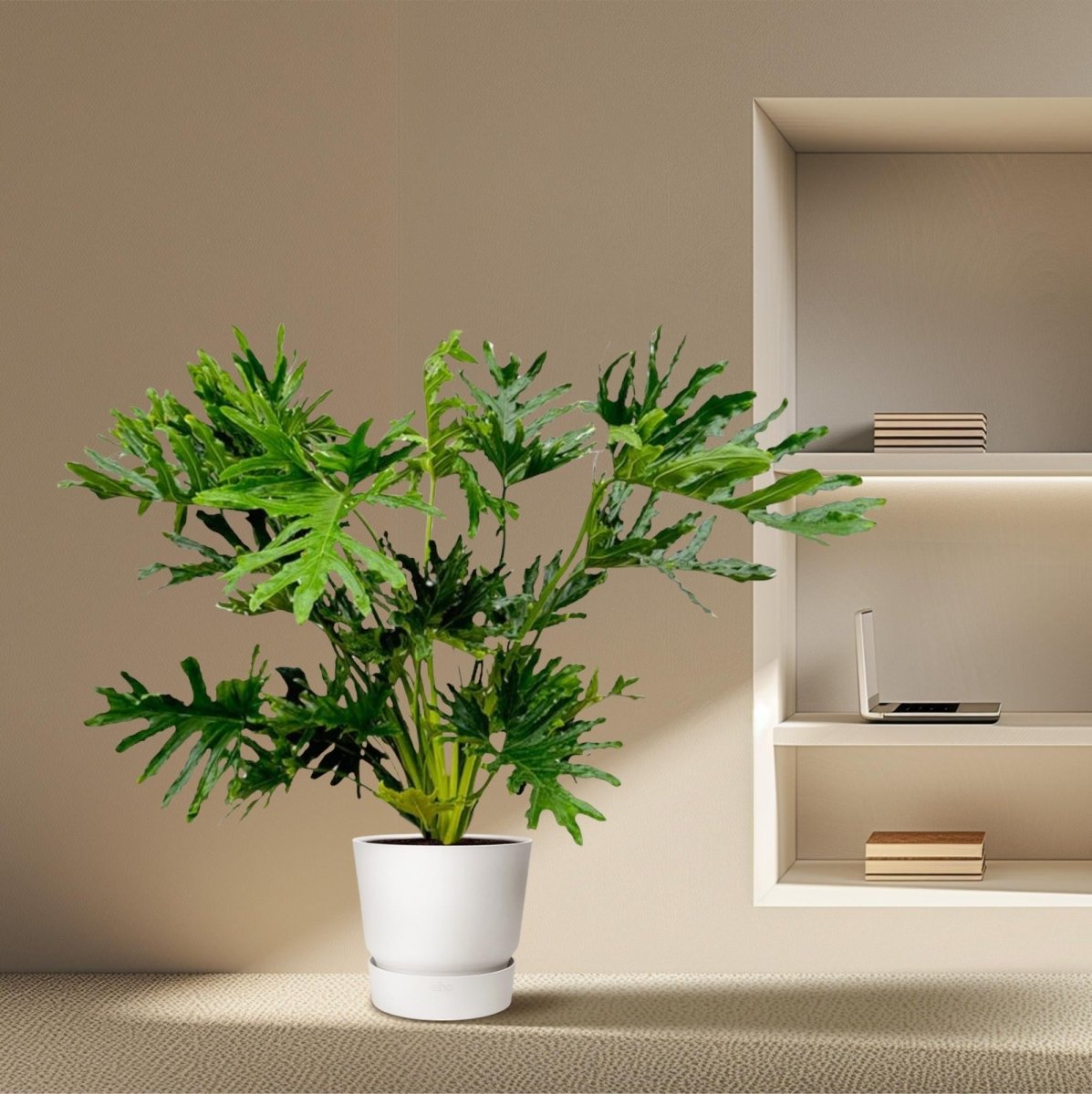Philodendron Selloum - 100 cm - Ø24 - Plant - plantenmagie
