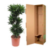 Dracaena Compacta - 140 cm - ø30 - Plant - plantenmagie