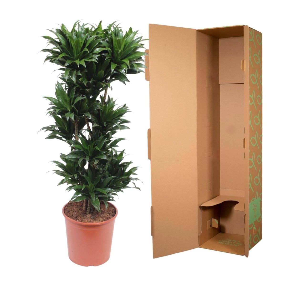 Dracaena Compacta - 140 cm - ø30 - Plant - plantenmagie