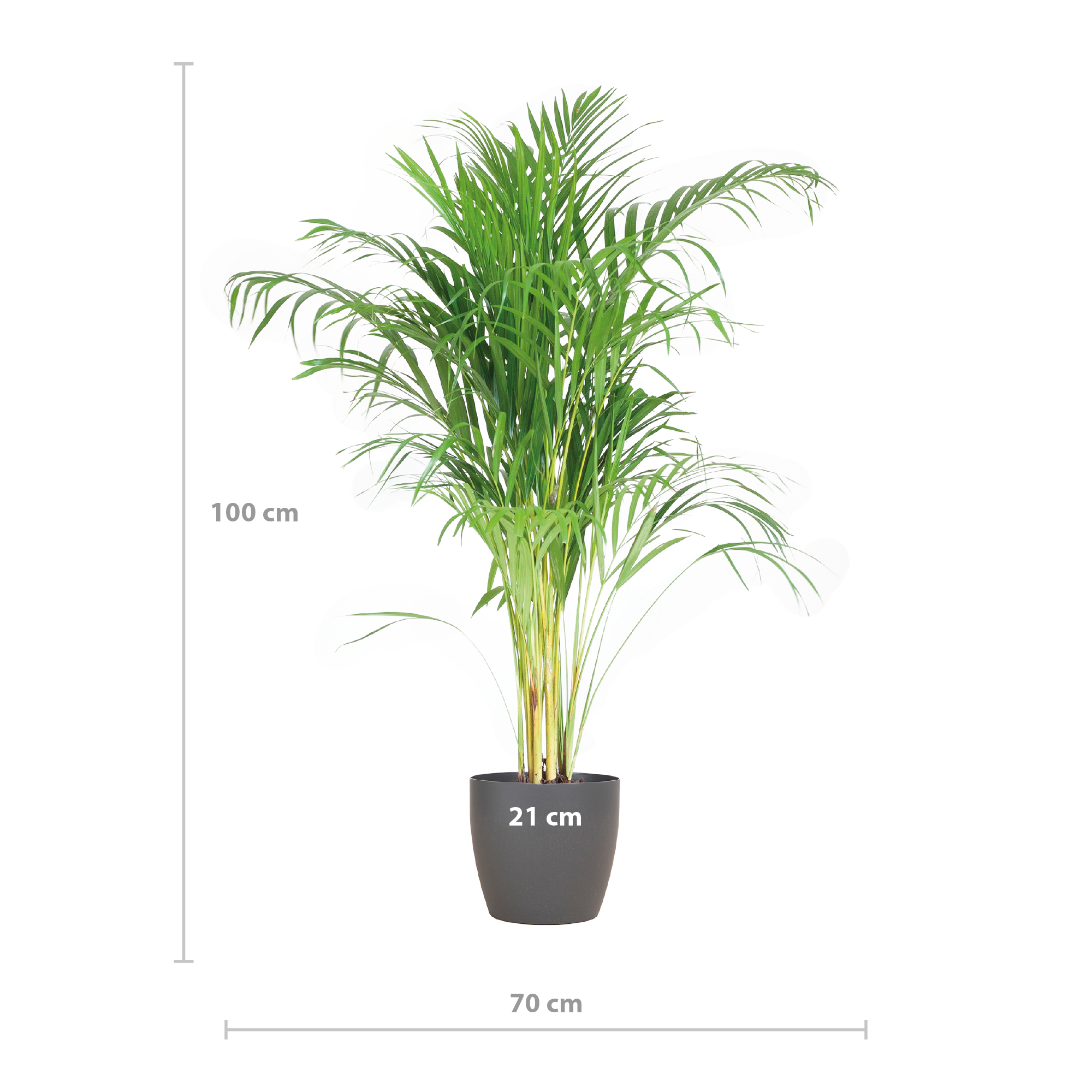 Goudpalm met veerachtige bladeren in duurzame biopot Ø21 cm