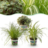 Huisdiervriendelijke Planten - 3 Planten - Pot 12cm - Hoogte 20cm-Plant-Planten Magie