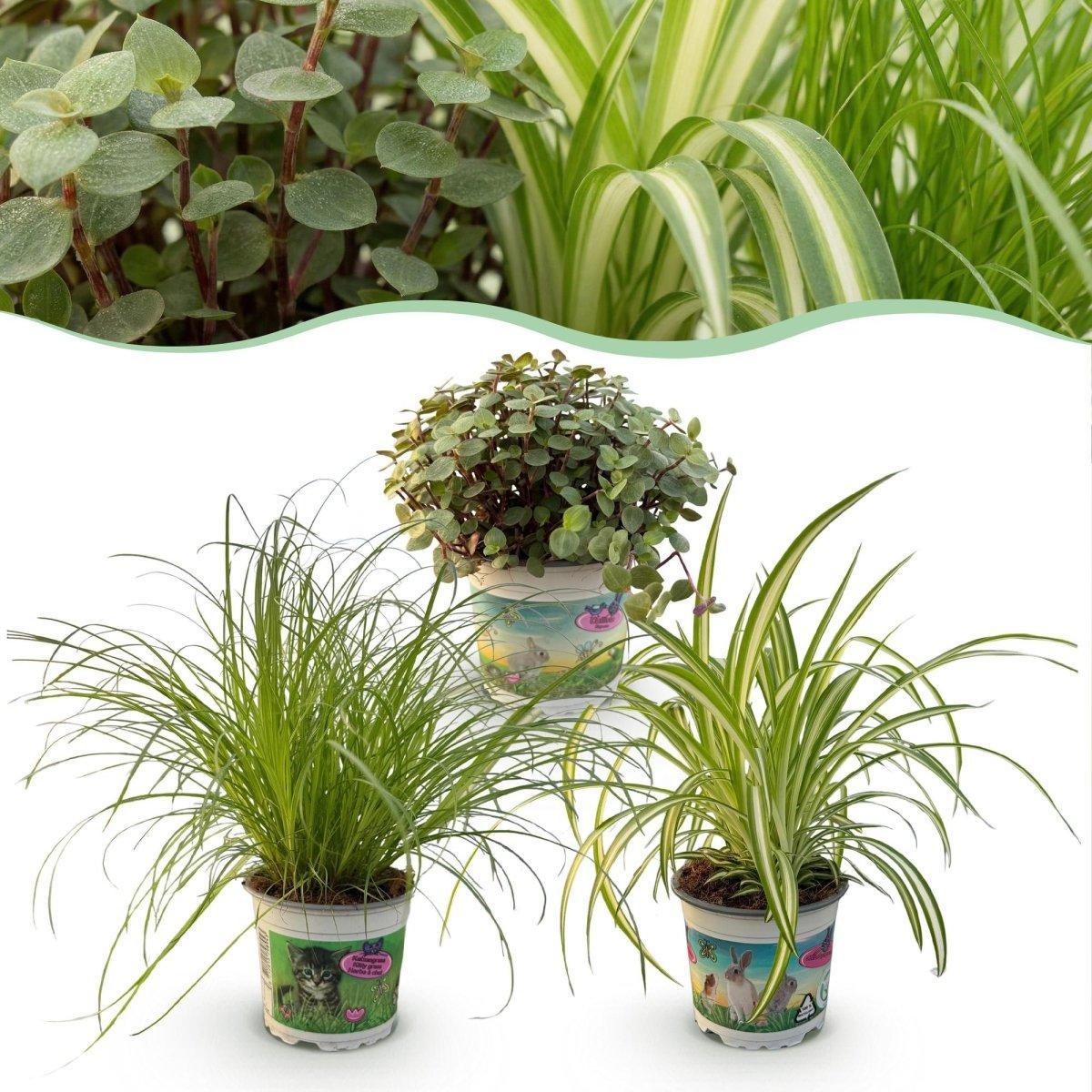 Huisdiervriendelijke Planten - 3 Planten - Pot 12cm - Hoogte 20cm-Plant-Planten Magie