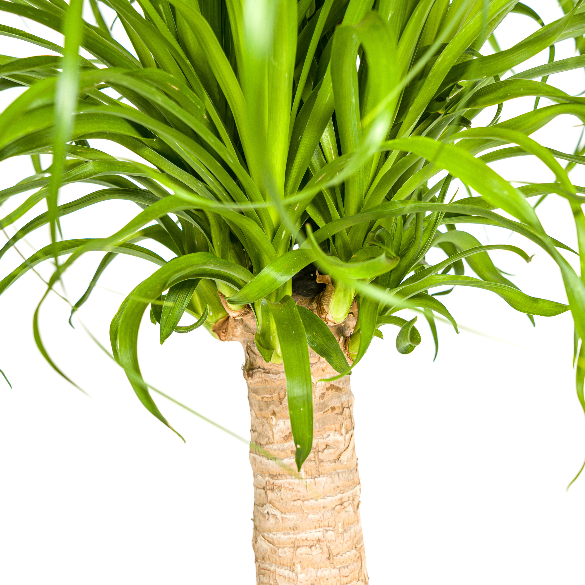 Beaucarnea Recurvata als stijlvolle kamerplant in interieur