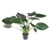 Alocasia Wentii - 120 cm - ø32-Plant-Planten Magie