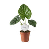 Close-up van een Alocasia Lukiwan blad met tropische nerven