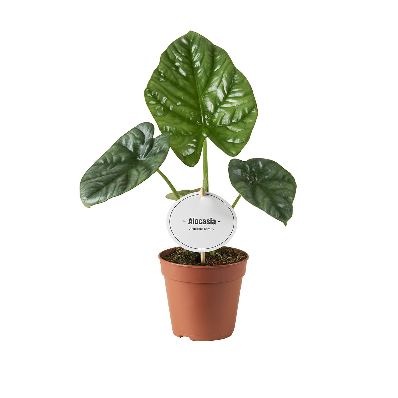 Close-up van een Alocasia Lukiwan blad met tropische nerven