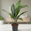 Aspidistra Elatior in modern interieur, kamerplant voor weinig licht