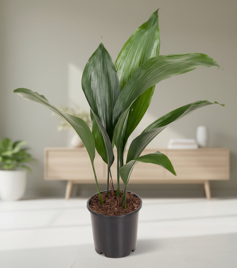 Aspidistra Elatior in modern interieur, kamerplant voor weinig licht