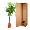 Pachira Aquatica - 120cm - ø 21 - 24cm - Plant - plantenmagie