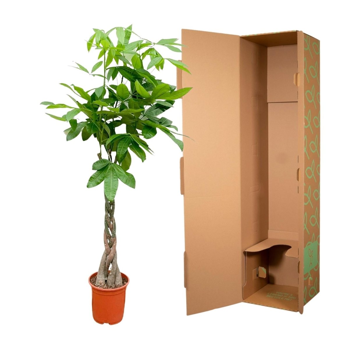 Pachira Aquatica - 120cm - ø 21 - 24cm - Plant - plantenmagie