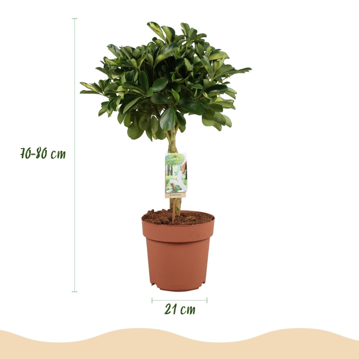Schefflera Gold Capelle vingerboom 70–80 cm met witte pot - Plant - plantenmagie