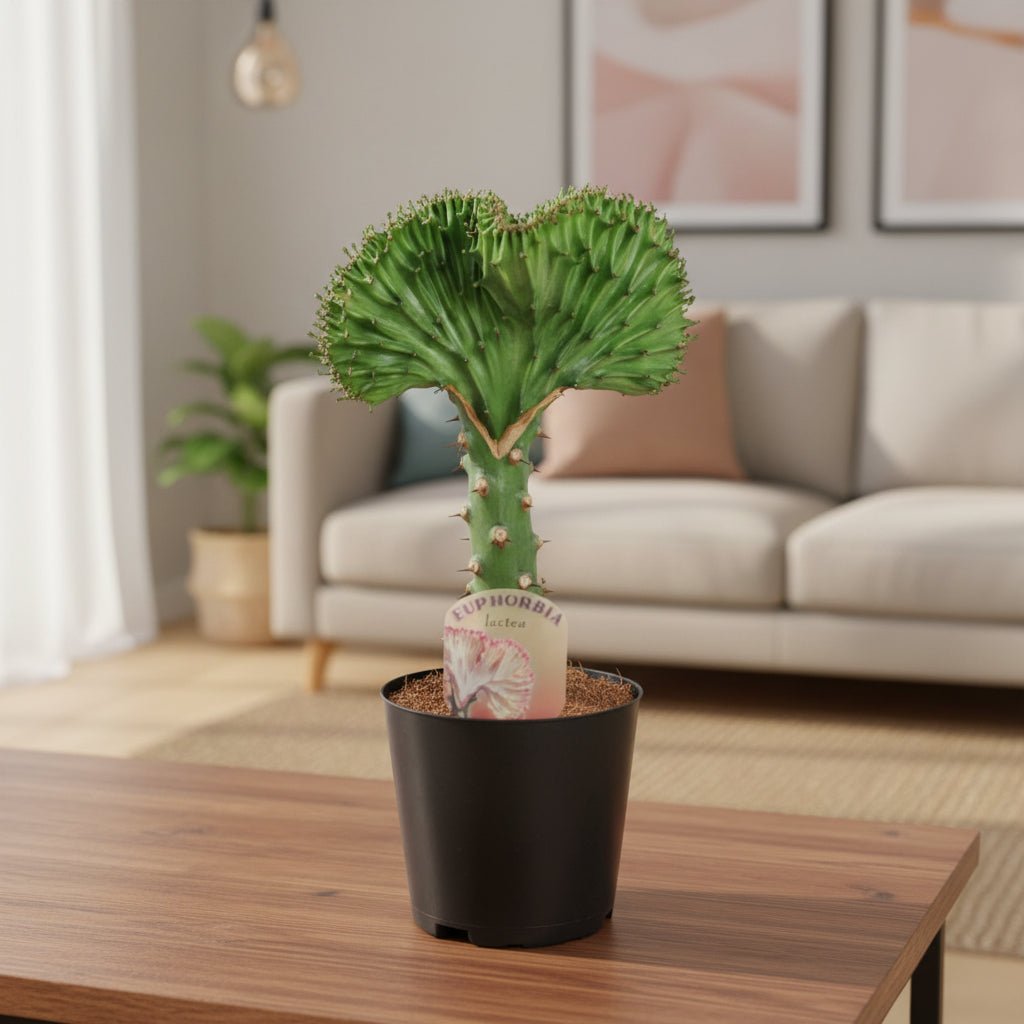 Euphorbia lactea Cristata groen - 30 cm - ø10,5 - Plant - plantenmagie