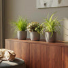 Huisdiervriendelijke Planten - 3 Planten - Pot 12cm - Hoogte 20cm-Plant-Planten Magie
