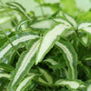 Pteris Albolineata lintvaren - 20 cm - Ø12 - met witte pot - Plant - plantenmagie