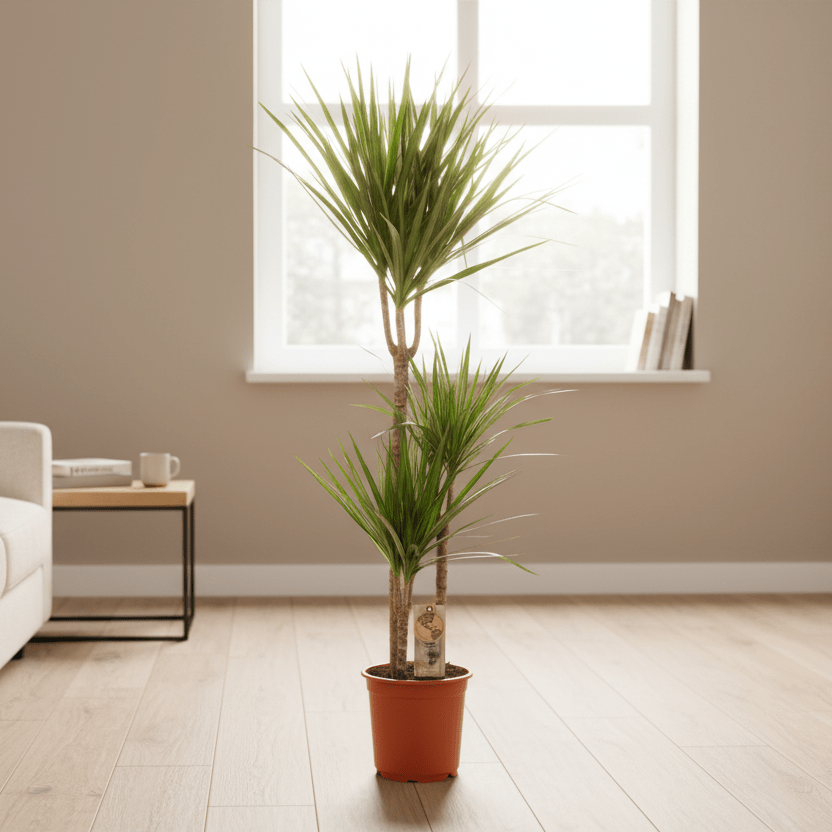 Dracaena Marginata - Ø21cm - ↕110cm - Plant - plantenmagie