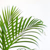 Tropische luchtzuiverende kamerplant Areca Palm op lichte achtergrond
