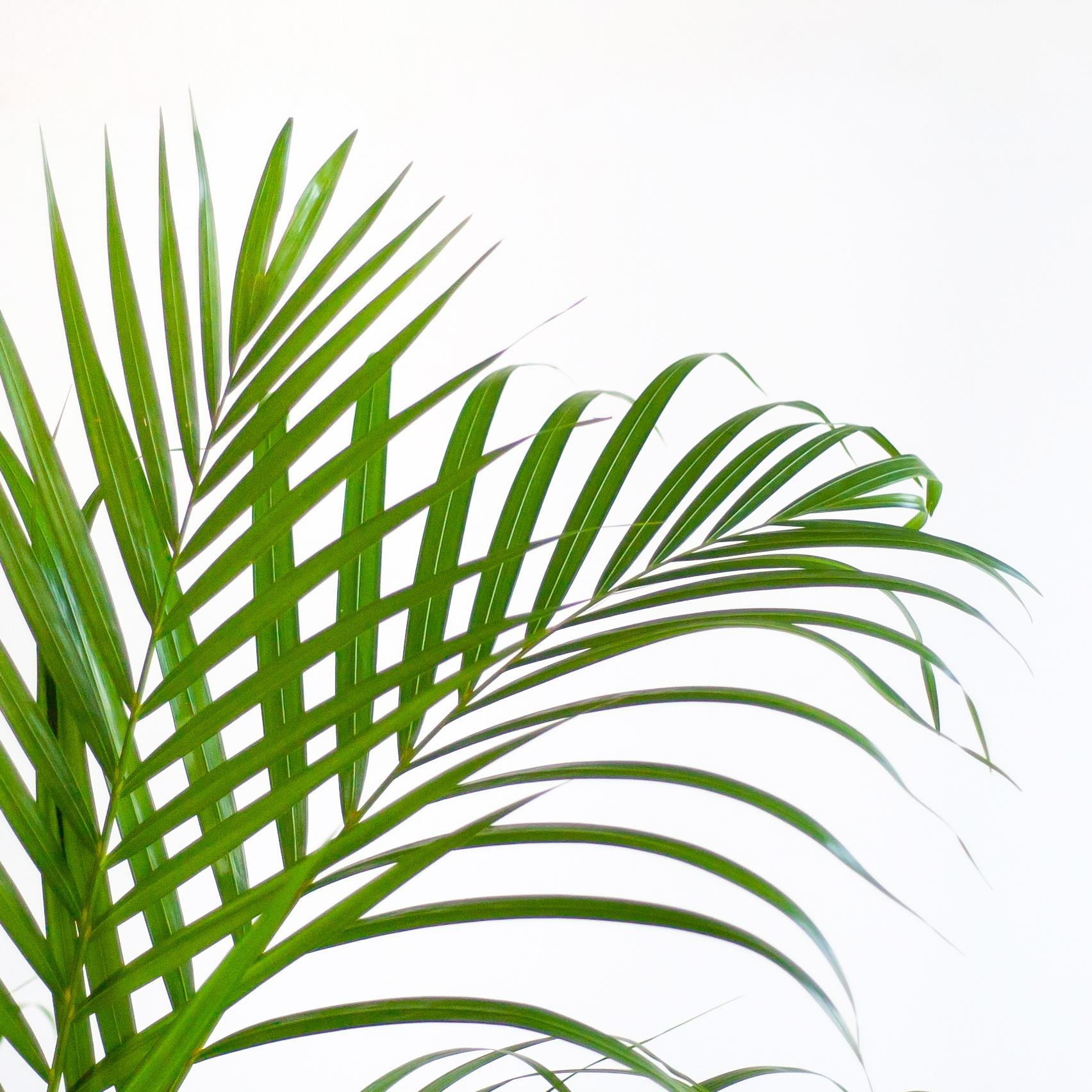 Tropische luchtzuiverende kamerplant Areca Palm op lichte achtergrond