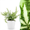Pteris Albolineata lintvaren - 20 cm - Ø12 - met witte pot - Plant - plantenmagie
