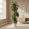 Dracaena Hawaiian Sunshine – 150 cm-Plant-plantenmagie