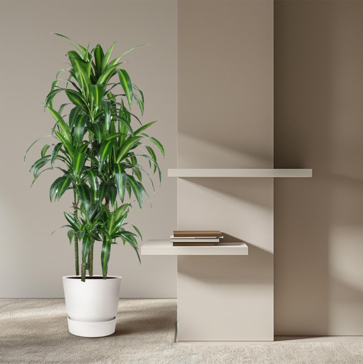 Dracaena Hawaiiana Carrousel - 150 cm - ø31 - Plant - plantenmagie