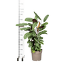 Calathea Oppenheimiana Ø24cm - ↕80 - 100cm - Plant - plantenmagie