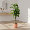 Pachira Aquatica Geldboom 150 cm in Elho Vibes Fold Round pot – duurzame kamerplant