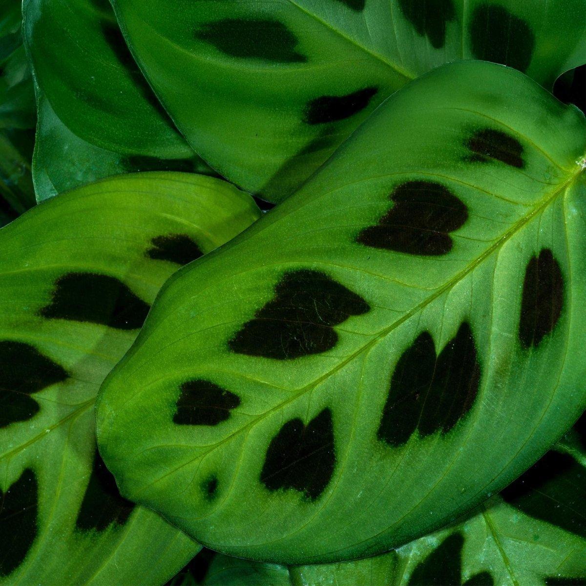 Maranta Fascinator Kerchoveana - Gebedsplant - Huisdiervriendelijk - 4 Planten - Hoogte 30-35cm-Plant-Planten Magie