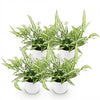 Pteris cretica Albolineata – 20 cm - Plant - plantenmagie