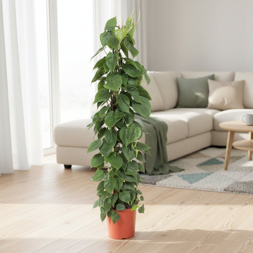 Philodendron Scandens gaasrek - 150 cm - ø27 - Plant - plantenmagie