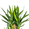 Yucca Elephantipes plant met robuuste stam en donkergroene bladeren