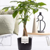 Pachira Aquatica geldboom in P&PURE Liv keramieken pot Ø12cm