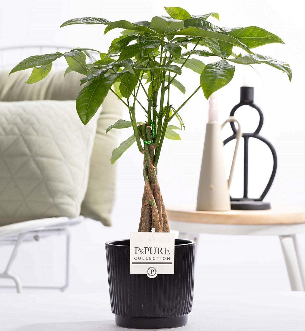 Pachira Aquatica geldboom in P&PURE Liv keramieken pot Ø12cm