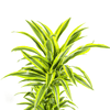 Dracaena Deremensis Lemon Lime – 150 cm-Plant-plantenmagie