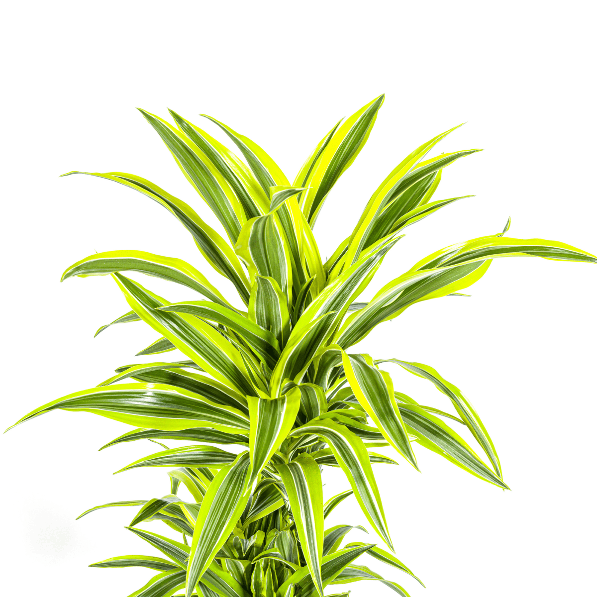 Dracaena Deremensis Lemon Lime – 150 cm-Plant-plantenmagie