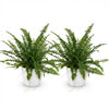 Nephrolepsis Green Lady varen – 2x met witte pot 12 cm | Planten Magie - Plant - plantenmagie