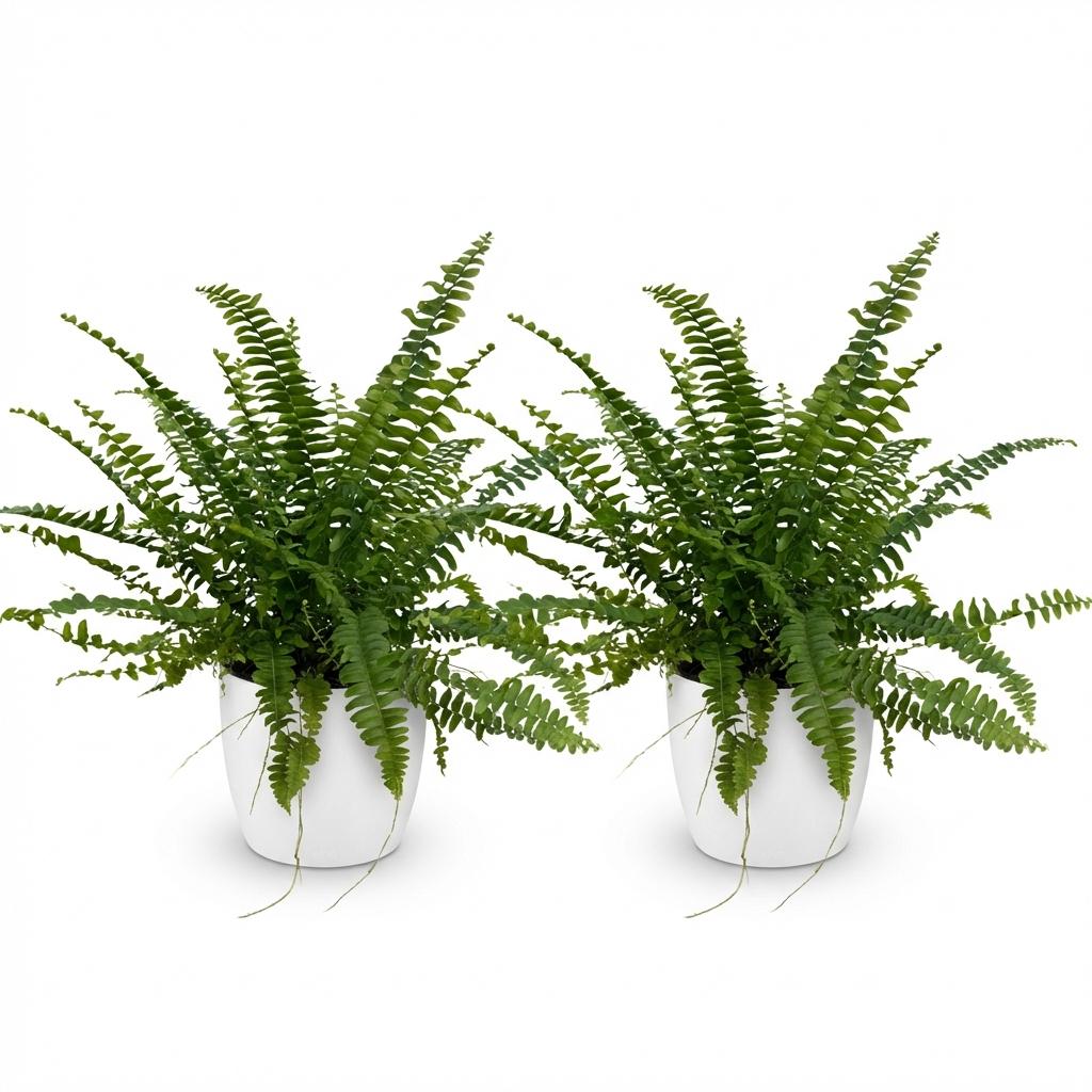 Nephrolepsis Green Lady varen – 2x met witte pot 12 cm | Planten Magie - Plant - plantenmagie
