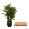 Chamaerops Humilis multi stam – 220 cm-Plant-plantenmagie