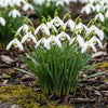 Bloembollen - Galanthus Elwesii - Kleur Wit - 25 stuks