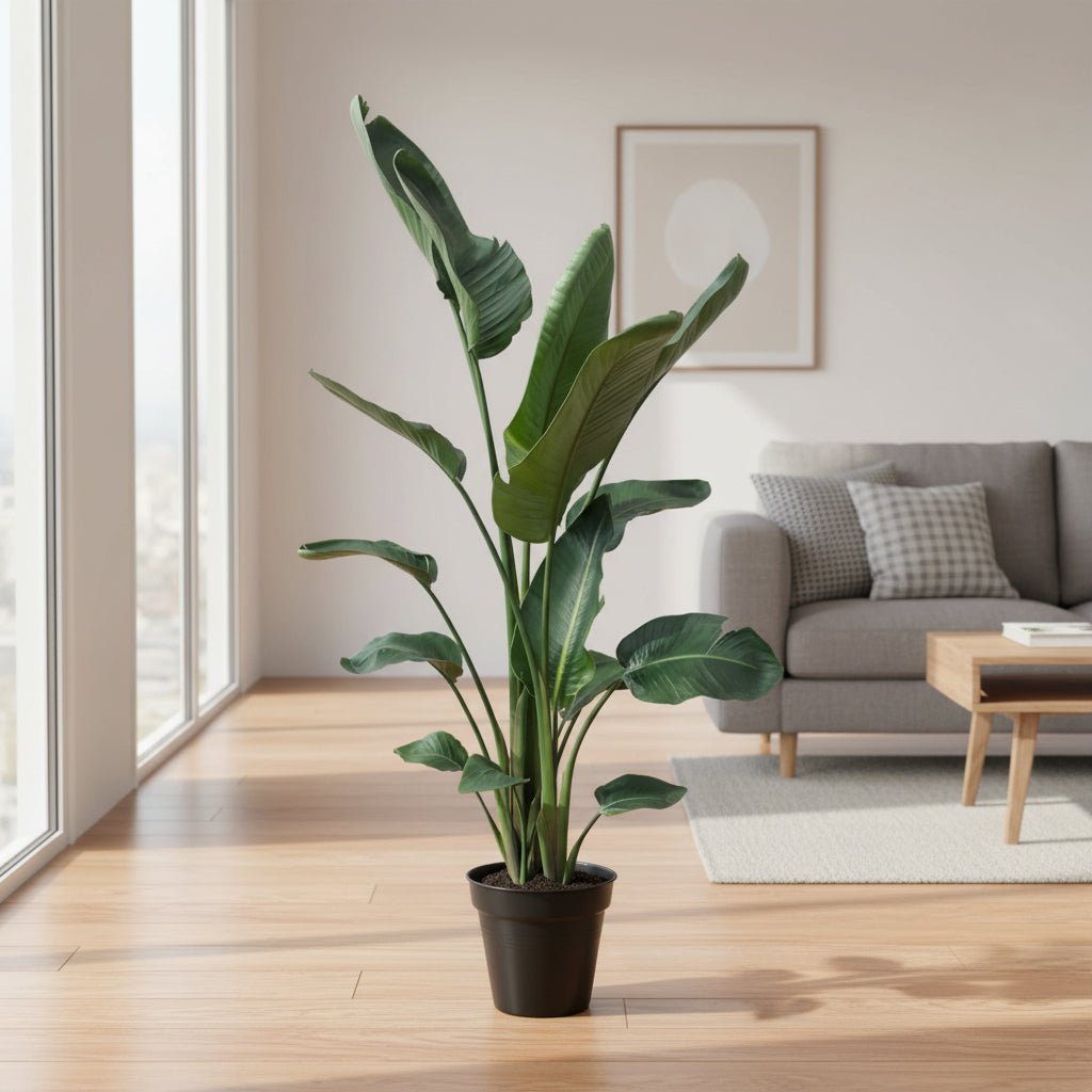 Strelitzia Nicolai XXL - 190 - 225 cm - ø27 - ø30 - Plant - plantenmagie