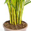 Dypsis Areca Lutescens met mand Ø24cm - ↕120 - 140cm-Plant-plantenmagie