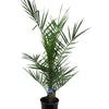 Phoenix Canariensis dadelpalm 80 cm Ø14 cm - Plant - plantenmagie