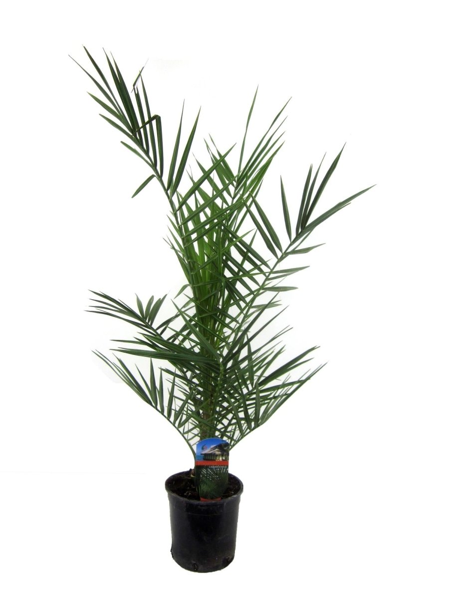 Phoenix Canariensis dadelpalm 80 cm Ø14 cm - Plant - plantenmagie