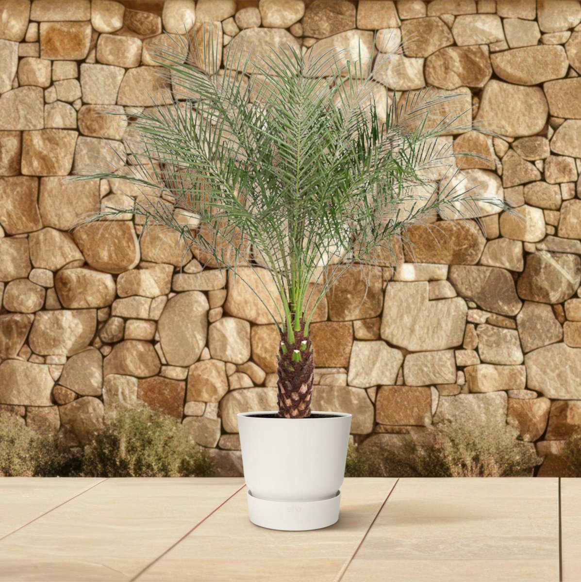 Phoenix Roebelenii - 150 cm - ø27 - Plant - plantenmagie